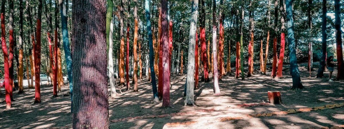 Pădurea colorată